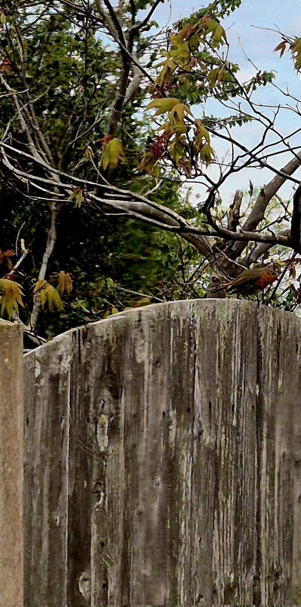 Sylviaswimsalot's tweet photo. Not sure if you can see him, right hand side, sitting on the fence. This is the second visit today ... I do hope it's a good sign 🙏❤️ #Easterrobin https://t.co/PtvBmaVzG8