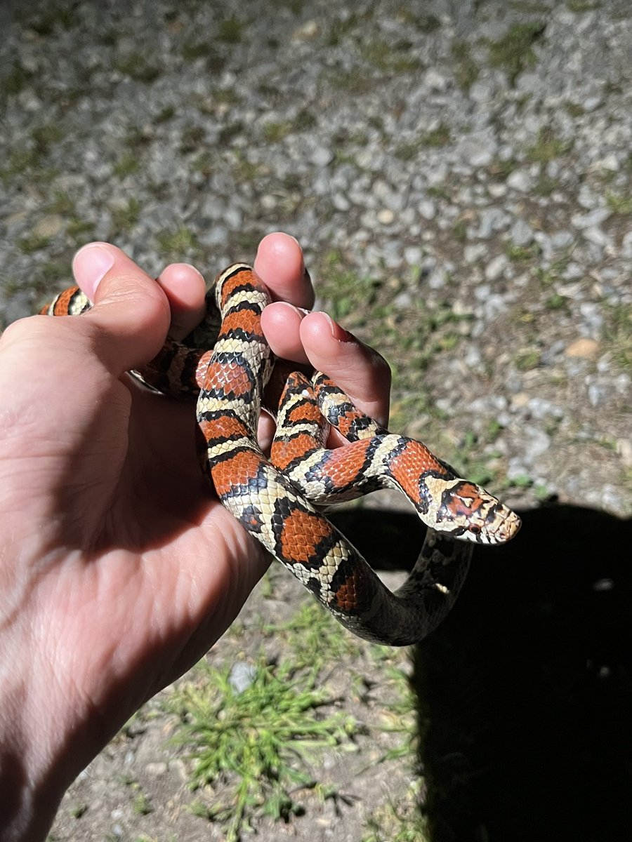 WhitePaaws 🐺 tweet media