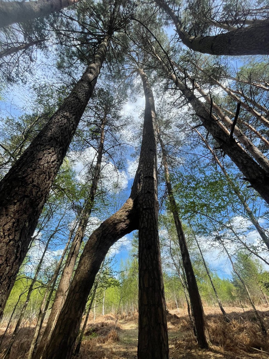 J'y suis allée, et j'ai vu par exemple le rigolo Pin girafe de la forêt de Rambouillet:)