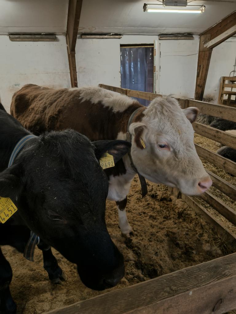 Olipas kiva päästä maatilavierailulle Jalasjärven Koskuella. Ei hetkeen ole tullut siliteltyä lehmiä tai lampaita!