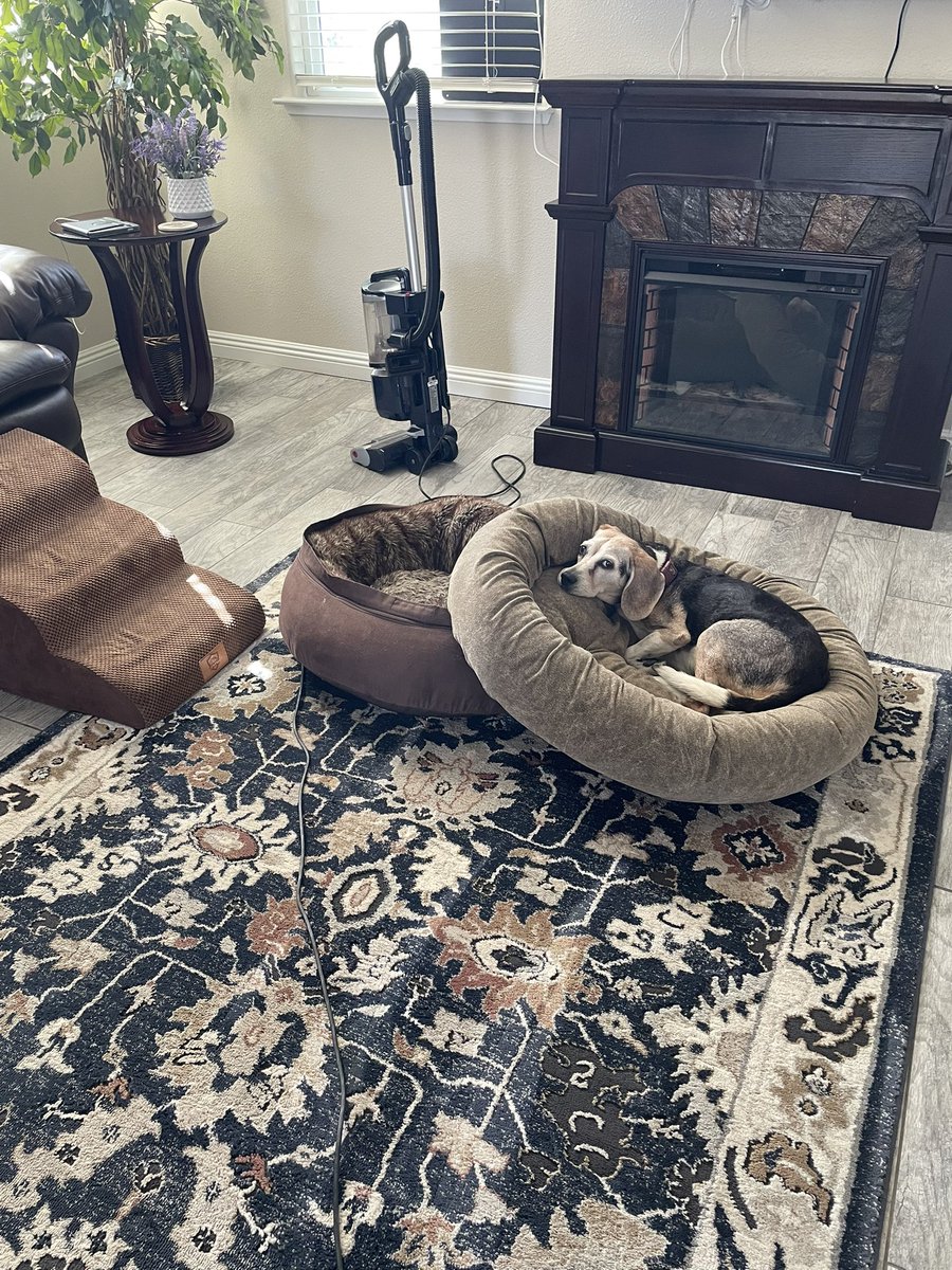Hoomans are strange.  Not sure why my bed is stacked like this but I’m going to take a nap now 💤 

#lucyluthebeagle