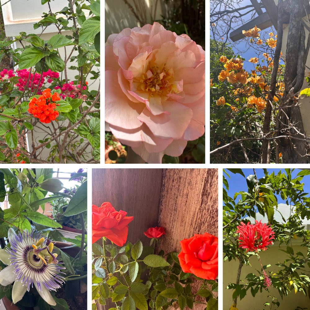So happy for the 4 day weekend and hope to get a bit of gardening in.  The garden is ablaze with glorious colour: hibiscus, bougainvillea, Geiger, roses, passport in my #SixOnSaturday for Easter weekend.
#gardens #Flower