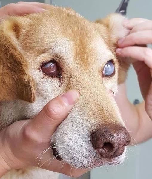 Beyond_theleash's tweet image. Nobody loves me like before because I'm old now! 🥺🥺