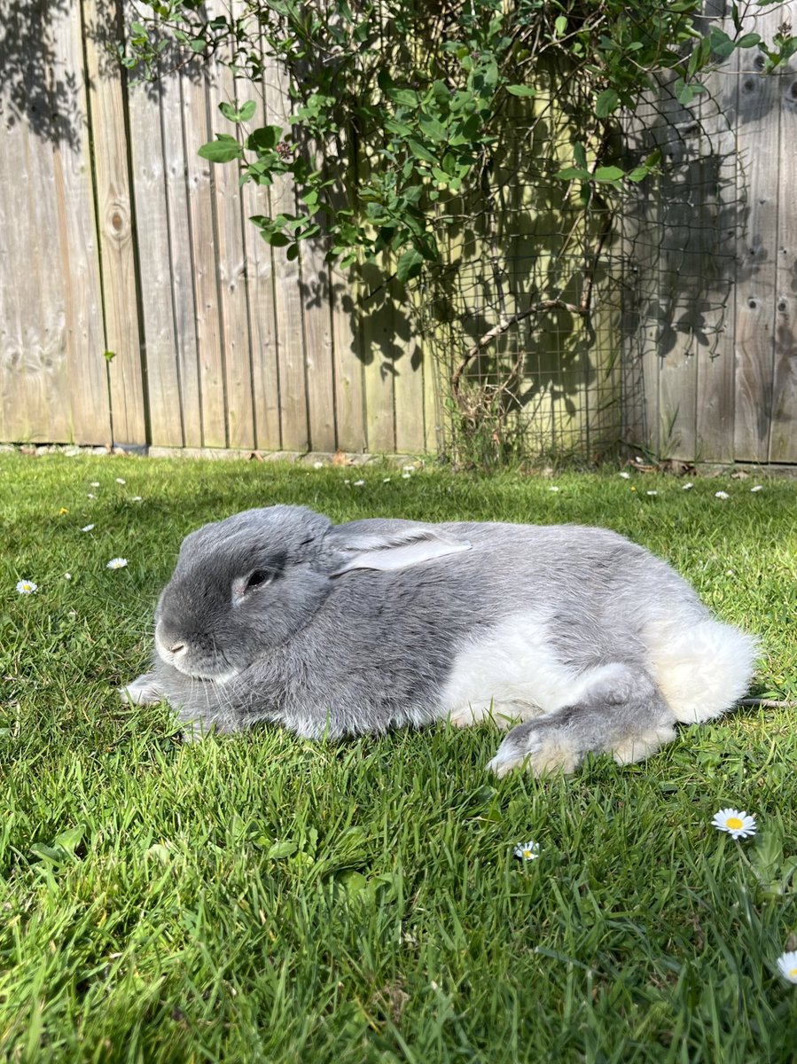 rocky_mikey's tweet photo. Jussd beings an Easter bunnie in the sunshines #bunob https://t.co/xyki0t1dZt