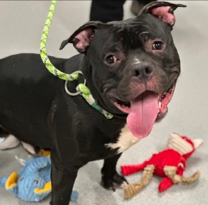 💔Rockwell💔
#NYCACC #233106 1y
▪️KILL COMMAND ❗️ 

Precious, sweet baby's💔, surr due 2 family emergency.
Described as active, playful, enjoys baths + being w his ppl.
Grieving, struggling in shelter, unable 2 settle.
Has alopecia + ear infection.
Deserves loving, N.East