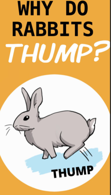 Ammantiax's tweet photo. Behavior Clue Card
1. Rabbit thumps? It's a warning signal.
2. Grinding teeth? Could mean pain.
3. Jumping & kicking? They're excited or agitated.
Learn their language—rabbits talk with behavior.
Observation beats medication.
#RabbitBehavior #AgriHopperWisdom https://t.co/vHOwZ4NDMP