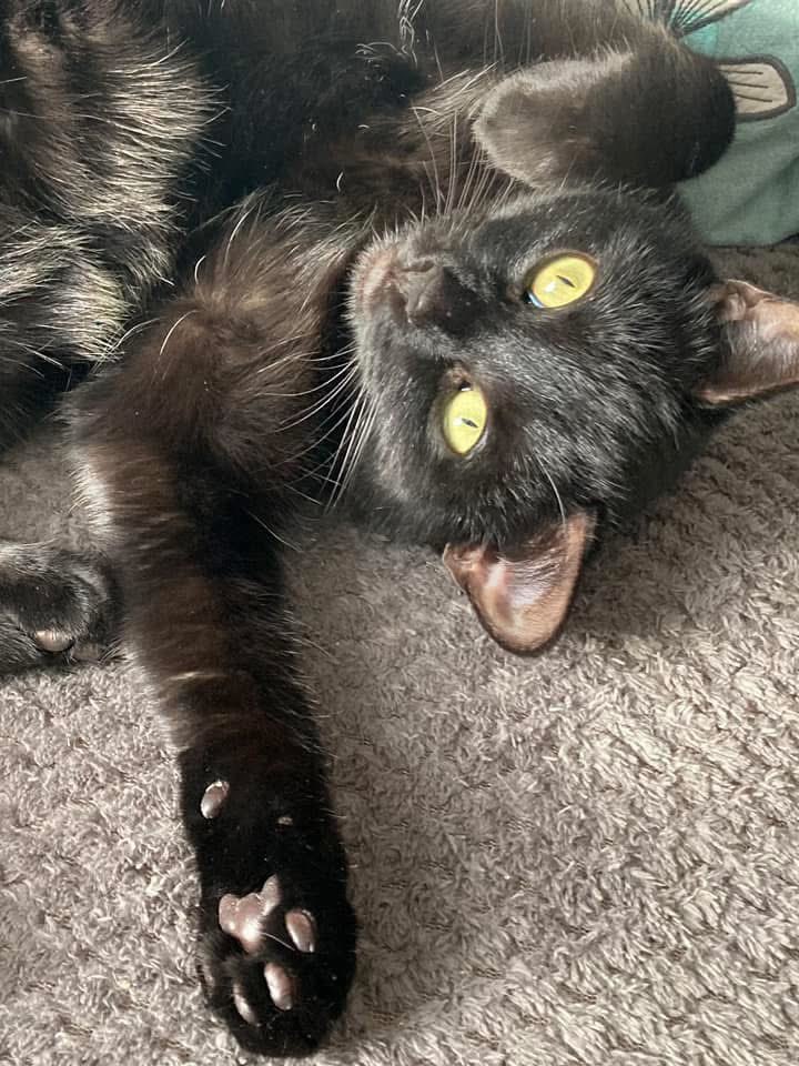 For all those about to enjoy the Easter break by lying about the place, snoring and eating whenever you like. 

Congratulations - you’re now a cat 🐈‍⬛