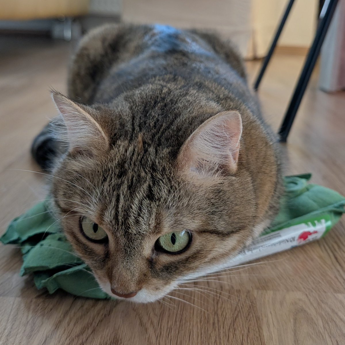 Nathan |... (@nathans_codes) on Twitter photo 