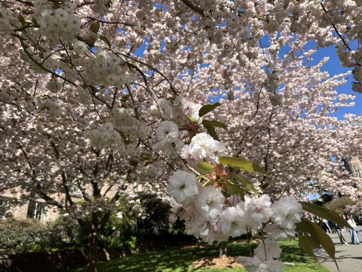 go_accelerate's tweet photo. #桜
#FC3S
#RX7
#FC桜
#花霞
#花明かり https://t.co/sMGVH4PlT1