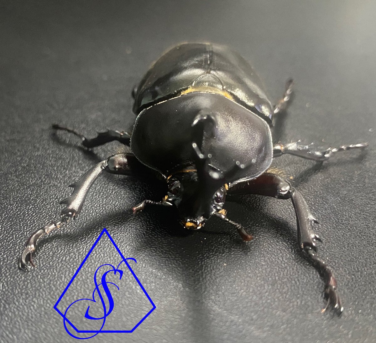 WAVEN_vanz's tweet photo. ポリトゥスツヤカブトが想定より早めに羽化してきた🙄僕のブリードする意味というかやりがい的な部分は地元の子供達に可能な限り安価で提供できたらって始めたけれど、ブリード開始から数年想像以上に費用が嵩むやってこそ分かる部分をみてさ、安価で提供する方ってのは凄いと思ったわ。 https://t.co/9CRNDL9UjL