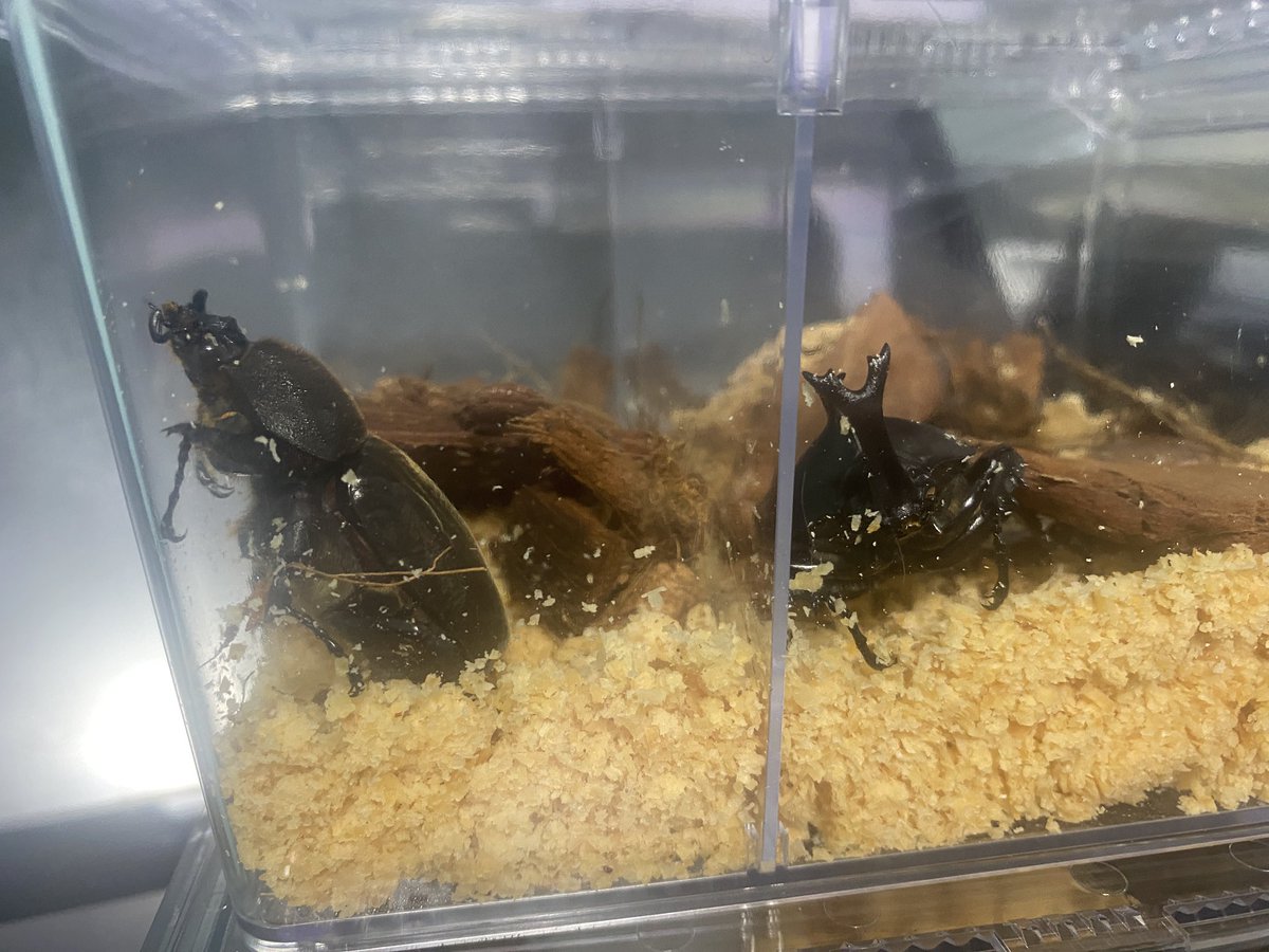 WAVEN_vanz's tweet photo. ポリトゥスツヤカブトが想定より早めに羽化してきた🙄僕のブリードする意味というかやりがい的な部分は地元の子供達に可能な限り安価で提供できたらって始めたけれど、ブリード開始から数年想像以上に費用が嵩むやってこそ分かる部分をみてさ、安価で提供する方ってのは凄いと思ったわ。 https://t.co/9CRNDL9UjL