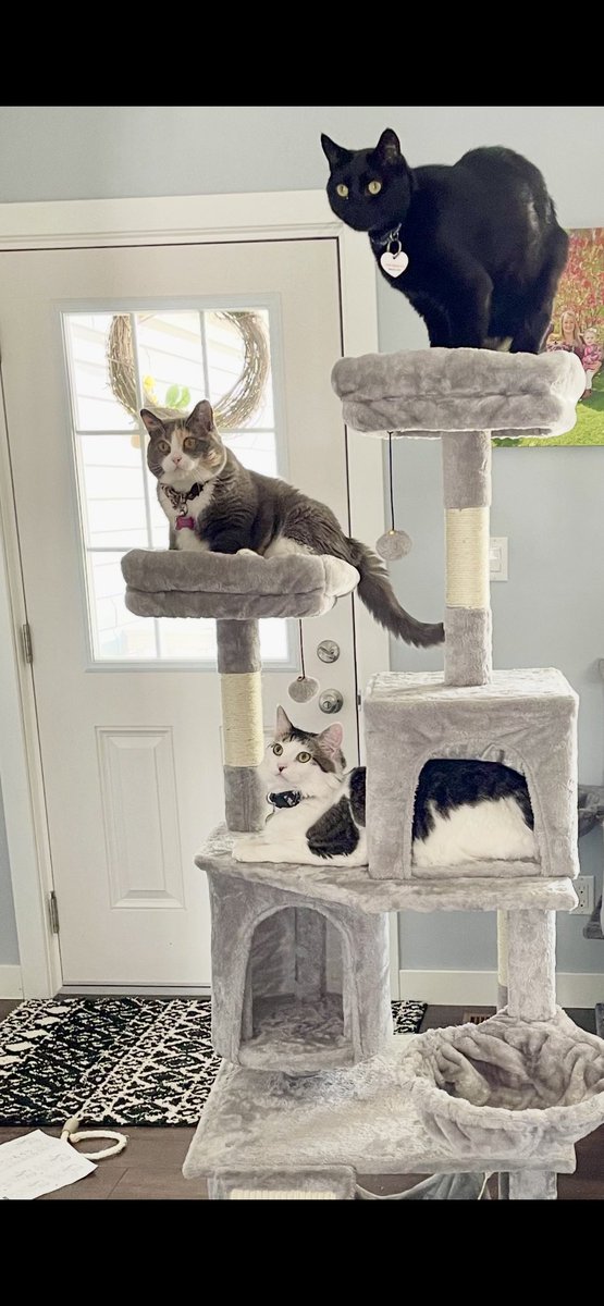 Bronco, Bogey, Steeler 🐈 🐈 🐈