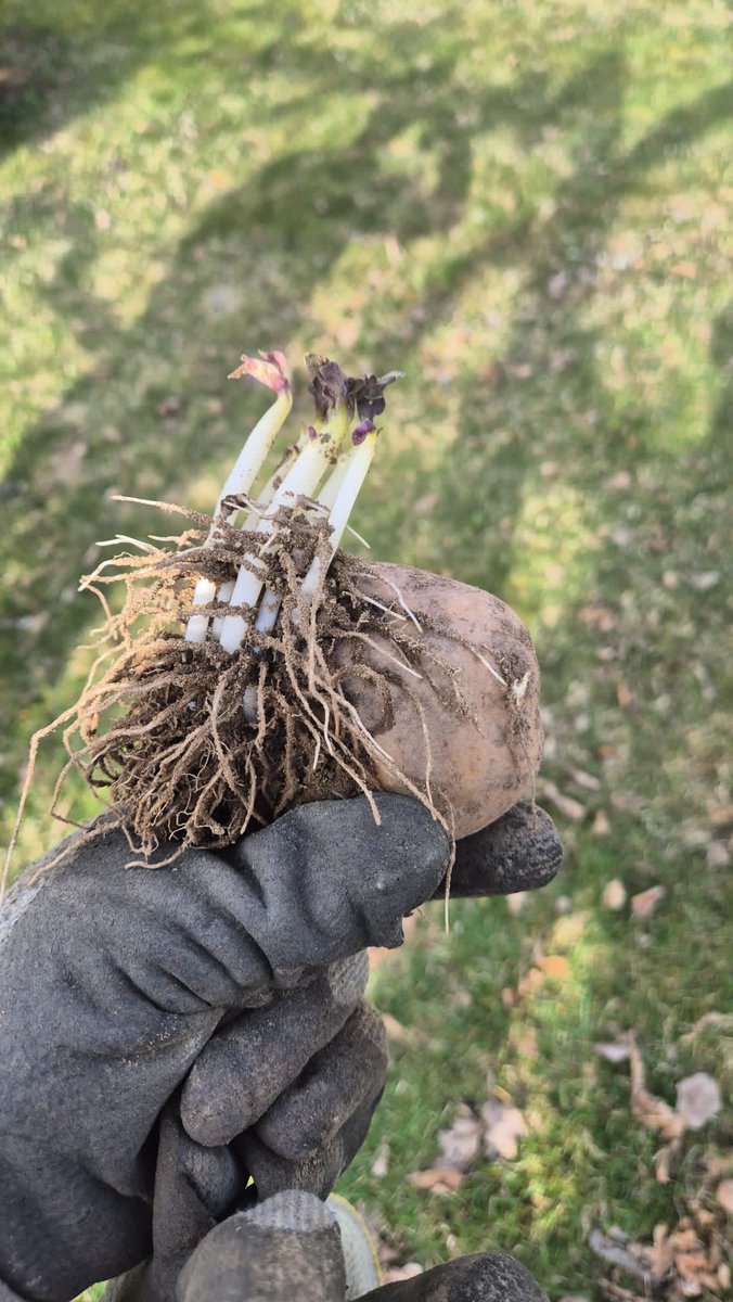 terhilofa's tweet photo. Kesäherkuista suurin osa kasvaa pinnalla, porkkanat ja tillit kuvissa.  Perunakin puskee mullan alla itua ylöspäin, jotta valo voisi kasvattaa mukulat maan alla. #sirkkalehti #laitila #tiedämitäsyöt https://t.co/3CEC9yTUkD