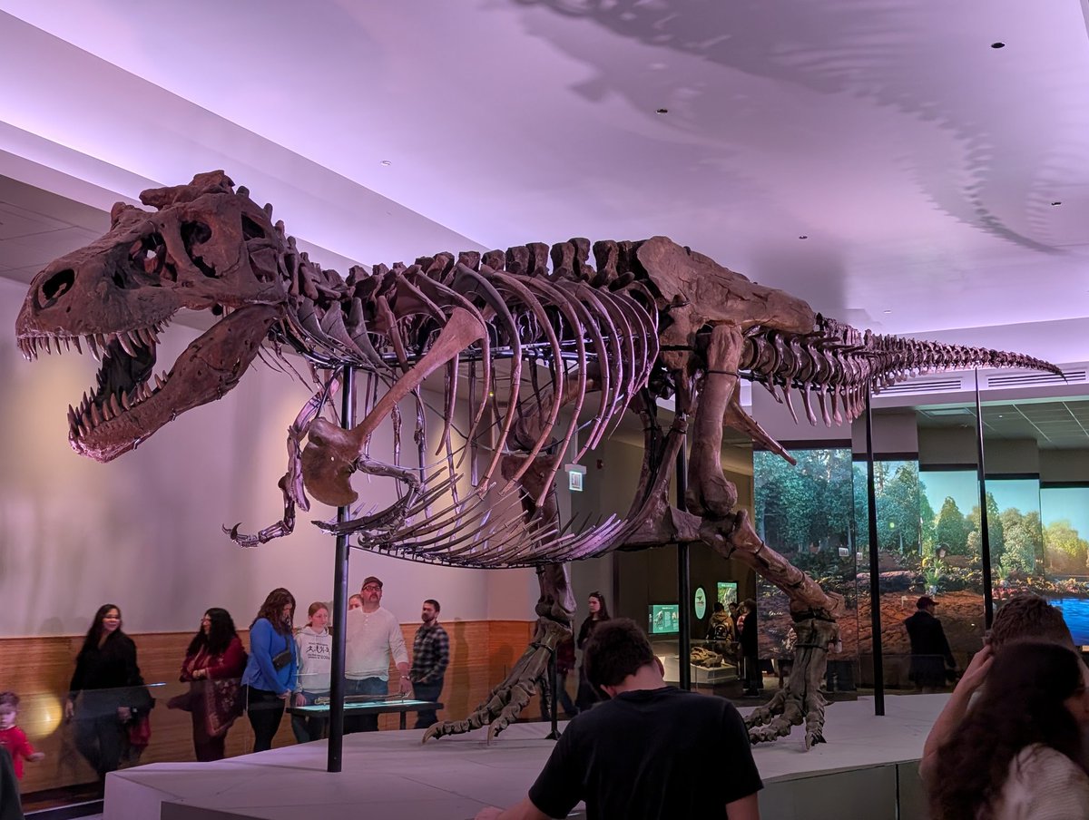 Scott_SpiderGuy's tweet photo. @SUEtheTrex Had to go visit. I know I won't look this good in 65+ million years. https://t.co/Y2l2rIZqrf