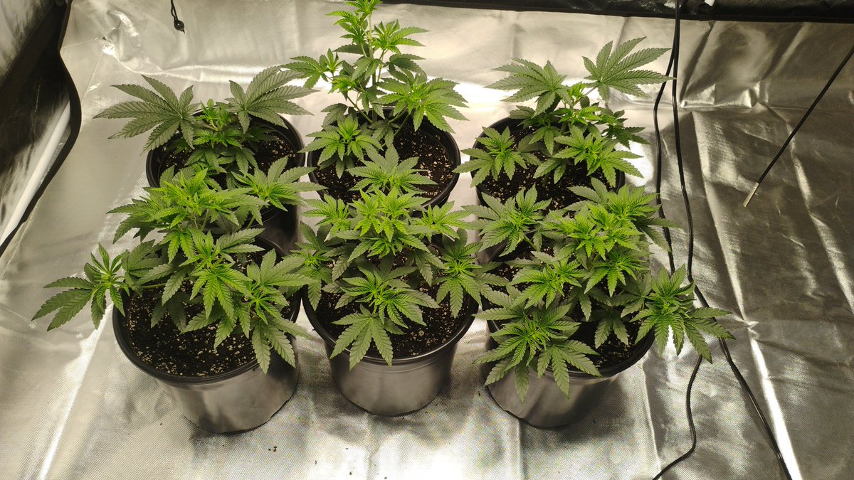 WickedWeighs tweet media