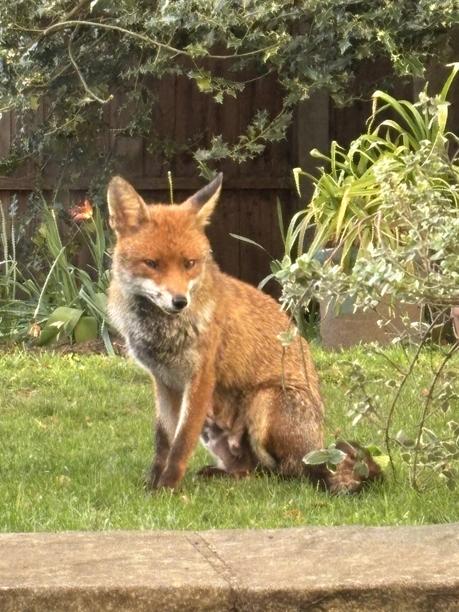 Strewthieruthie's tweet image. The visitors have arrived