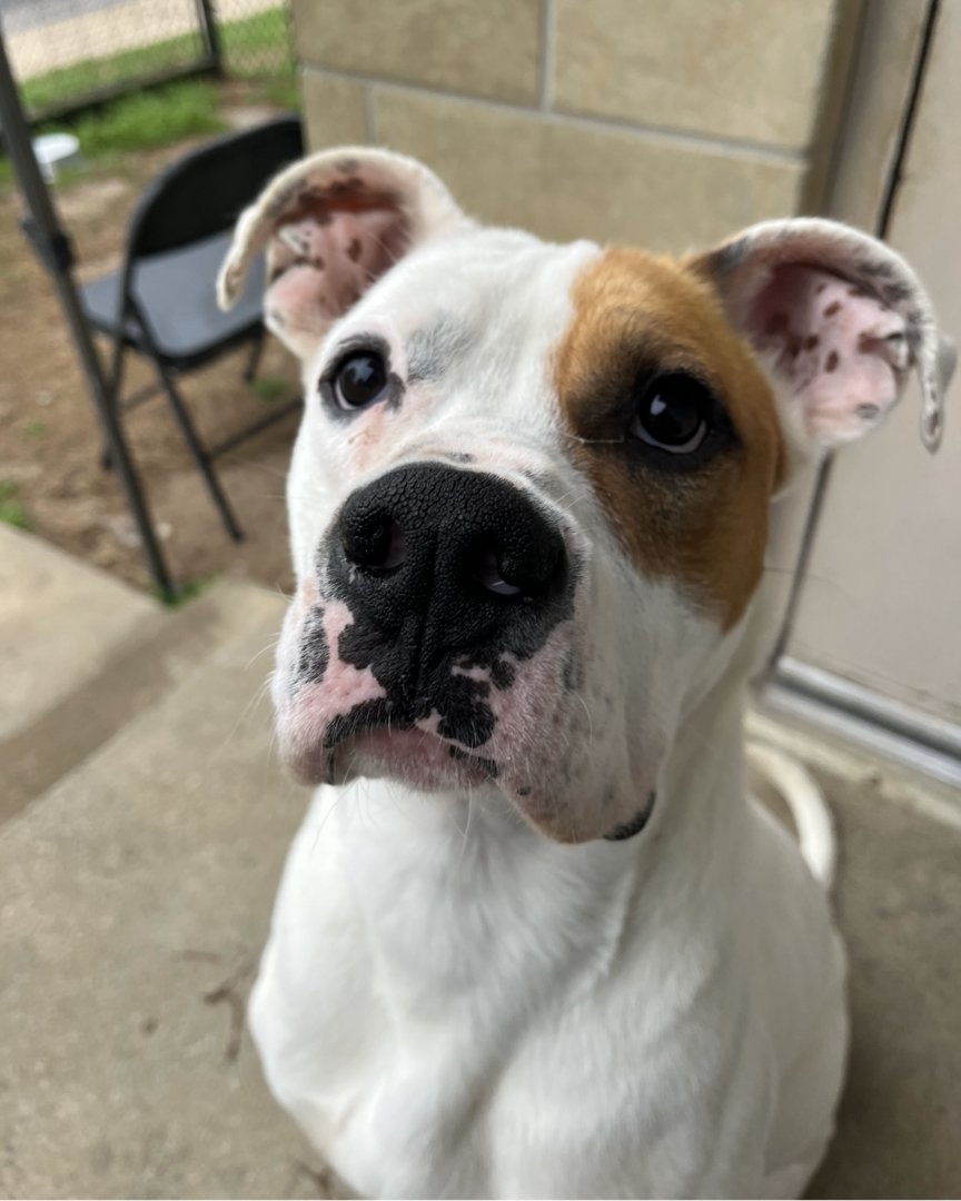 MemphisHumane's tweet photo. Give back to your community by becoming a Friend of the Humane Society! Your monthly gift provides lifesaving care, food and shelter for dogs and cats in our community, giving them a second chance at life in a loving home.
Will you be our friend? https://t.co/MAPFB5QNUR https://t.co/UV5KthLaFS
