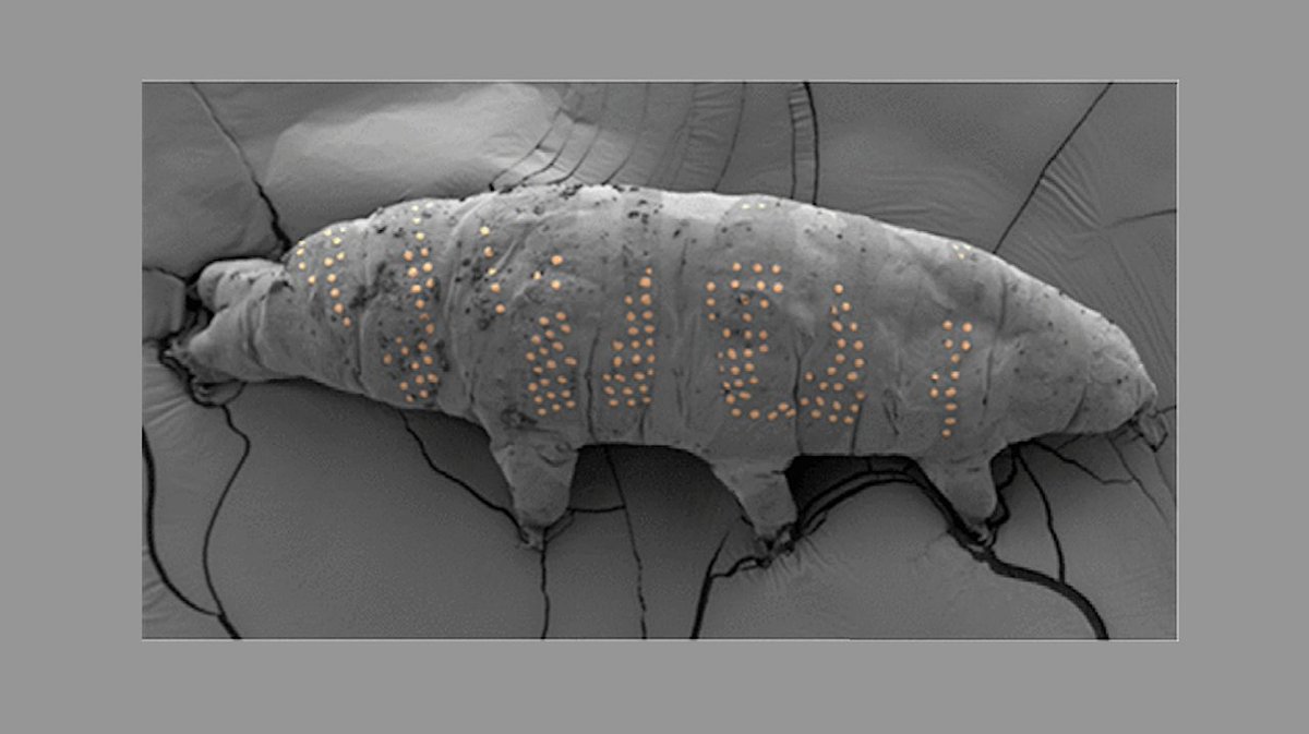 Astrobiology (@astrobiology) on Twitter photo Patterning on Living Tardigrades
astrobiology.com/2025/04/patter… #astrobiology #nanotechnology #Tardigrades #synbio <a href="/tardigradopedia/">Tardigradopedia</a> Patterning on Living Tardigrades
astrobiology.com/2025/04/patter… #astrobiology #nanotechnology #Tardigrades #synbio <a href="/tardigradopedia/">Tardigradopedia</a>