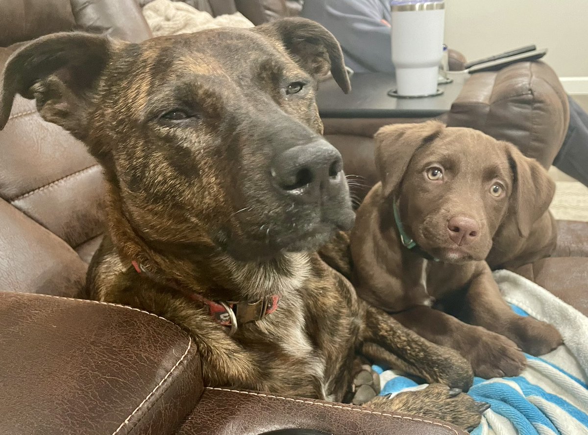 kasdts's tweet photo. @DogLovers03 Looks like my son’s rescue from Athens, GA! https://t.co/jGcnbVzNt7