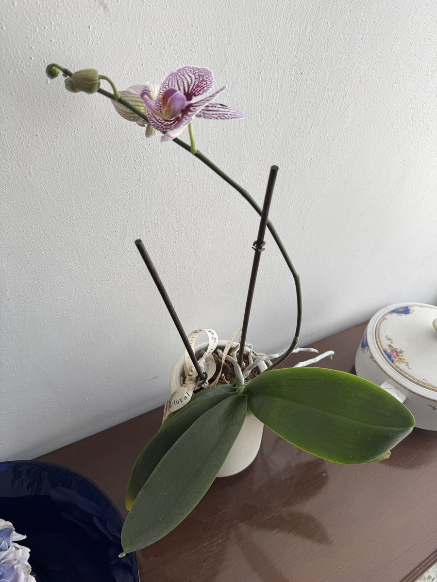 LED_MORALES's tweet photo. Las #orquídeas de la casa 🌺 
#Spring #Primavera https://t.co/UiSUMBnrIG
