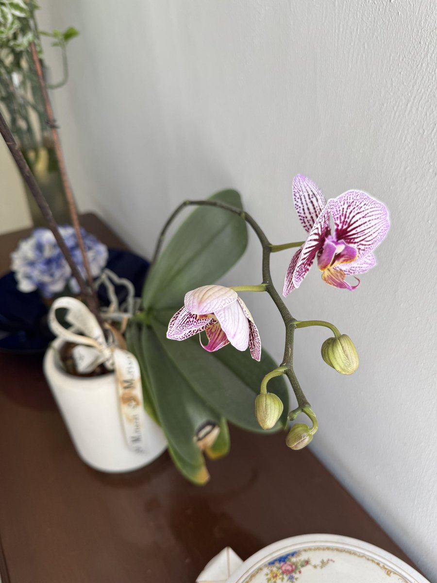 LED_MORALES's tweet photo. Las #orquídeas de la casa 🌺 
#Spring #Primavera https://t.co/UiSUMBnrIG