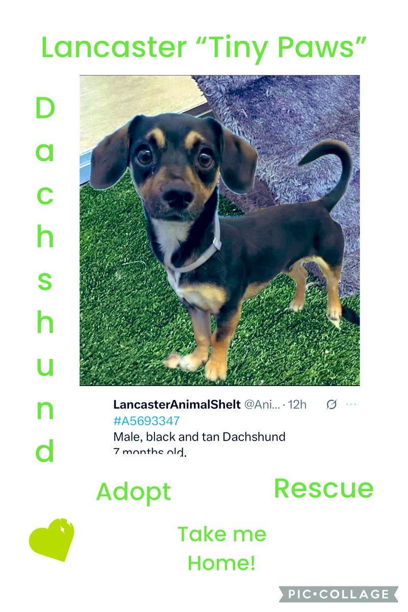 SarahjaneGille1's tweet photo. Lancaster #PUPPY 7m “TINY PAWS” #REPOST the little guys may get forgotten so #save a #LIFE #dachshundrescueoflosangeles #doxykeeper #dachshundpaws #dachshundsandfriends #TinyPawsResQ #littlepawsdr #tobiessmalldogrescue #dogswithoutborders #littlepawsdoggierescue #perfpetrescue https://t.co/S3tEp8DL3i