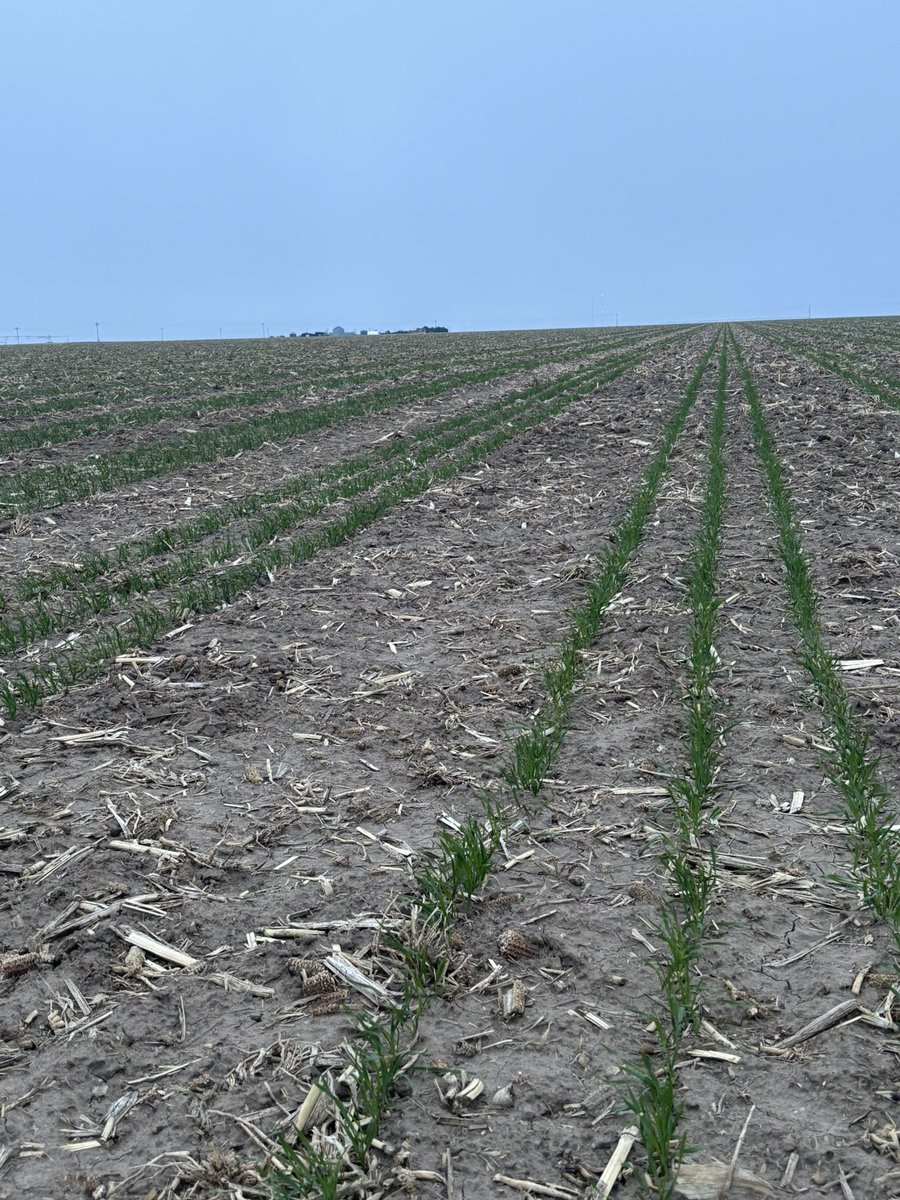 Spring wheat vs winter wheat comparison a few miles apart. Don’t count out the spring wheat as it’s a racehorse. I’m curious which will lead to better beans. We will likely start beans in 2 weeks or so.