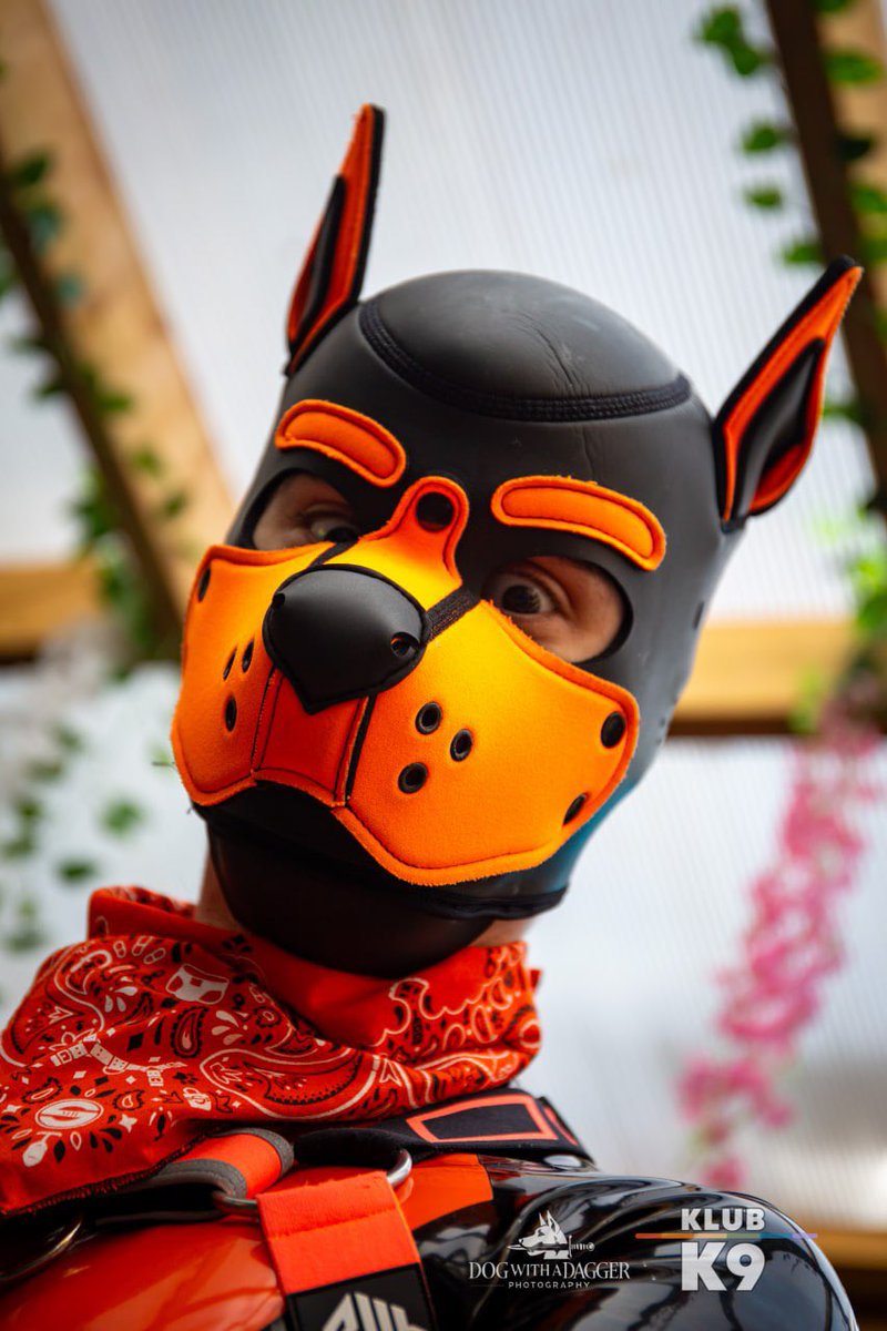 SHINY SHINY SHINY DOG

📸: <a href="/Sparkypup_/">Spar.ky 🔜 Klub K9</a>