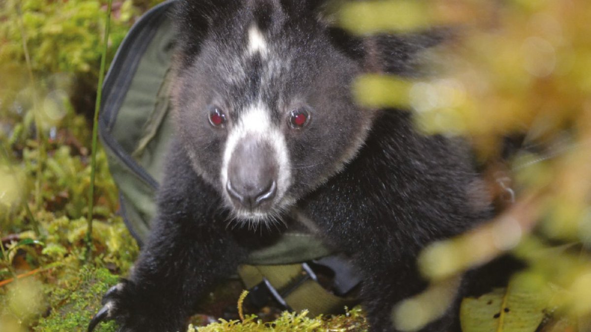 Palm Oil Detectives #BoycottPalmOil (@palmoildetect) on Twitter photo With the adorable face of a #teddybear ๐งธ and the agile body of a #Kangaroo ๐ฆ the #Dingiso is a tree kangaroo of #WestPapua. They're #endangered from #palmoil #deforestation Fight for them and #BoycottPalmOil #Boycott4Widlife ๐ด๐ฉธ๐ฅโ ๏ธ๐งโ๏ธ @palmoildetect palmoildetectives.com/2021/01/26/dinโฆ With the adorable face of a #teddybear ๐งธ and the agile body of a #Kangaroo ๐ฆ the #Dingiso is a tree kangaroo of #WestPapua. They're #endangered from #palmoil #deforestation Fight for them and #BoycottPalmOil #Boycott4Widlife ๐ด๐ฉธ๐ฅโ ๏ธ๐งโ๏ธ @palmoildetect palmoildetectives.com/2021/01/26/dinโฆ