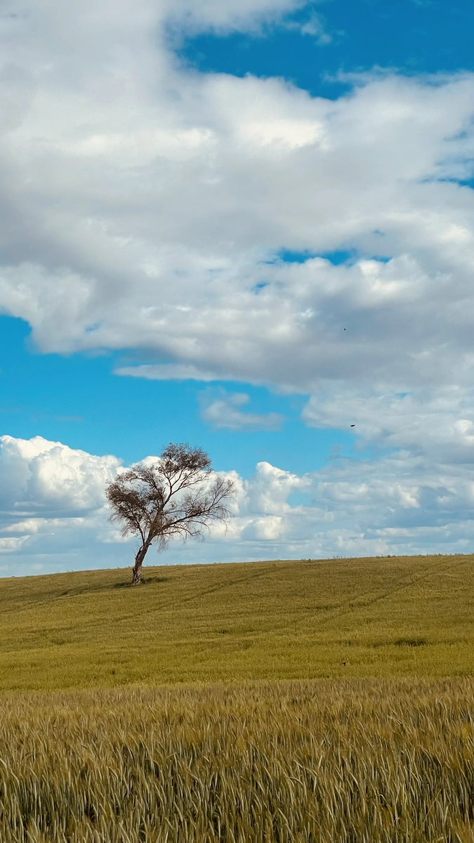 algojea's tweet photo. Fields, water, sky.
#Spring #HolyWeek #QuietLandscapes https://t.co/v0qM2xNW3u