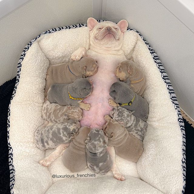 Frenchie_Diary's tweet photo. Mother feeding them all at once ❤️

#FrenchBulldog #FrenchieLove #FrenchieLife #FrenchieOfTheDay #FrenchieGram #FrenchieWorld #FrenchieDaily #ILoveMyFrenchie #CuteFrenchie #FrenchBulldogLovers #DogLovers #FunnyDogs #PetReels #ViralDogs https://t.co/MxBwz0GP5R