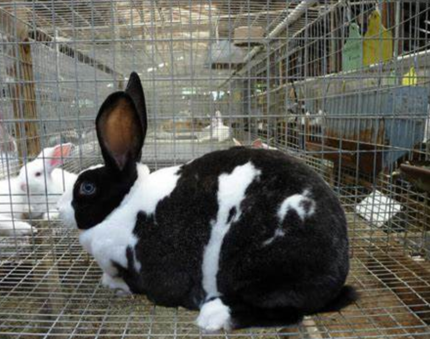 AgriHopper's tweet image. Want faster-growing rabbits?
Select breeders from litters with:
🔹 Over 8 kits born
🔹 High weaning weight
🔹 Zero deformities
🧪 Breeding is science, not luck.
Build your gene pool like a pro.
#RabbitBreeding #AgriHopperGenetics