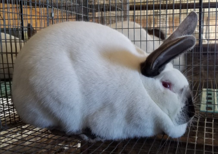 AgriHopper's tweet image. Want faster-growing rabbits?
Select breeders from litters with:
🔹 Over 8 kits born
🔹 High weaning weight
🔹 Zero deformities
🧪 Breeding is science, not luck.
Build your gene pool like a pro.
#RabbitBreeding #AgriHopperGenetics