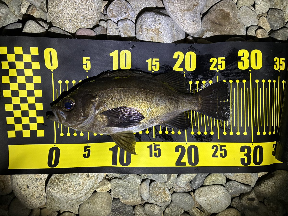 jeross_Chamile's tweet image. 久々に良型！
今日は八雲とモンスターイエローの日🙄

爆風さえ無ければ….

#メバリング
#フロート
#レベロク
#ボンビー
#モンスターイエロー
#高田屋覚醒カラー
#八雲