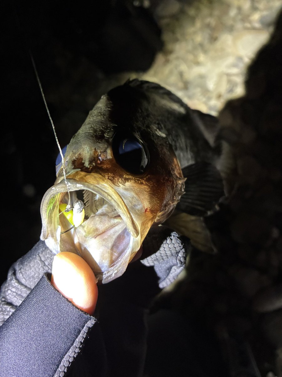 jeross_Chamile's tweet image. 久々に良型！
今日は八雲とモンスターイエローの日🙄

爆風さえ無ければ….

#メバリング
#フロート
#レベロク
#ボンビー
#モンスターイエロー
#高田屋覚醒カラー
#八雲