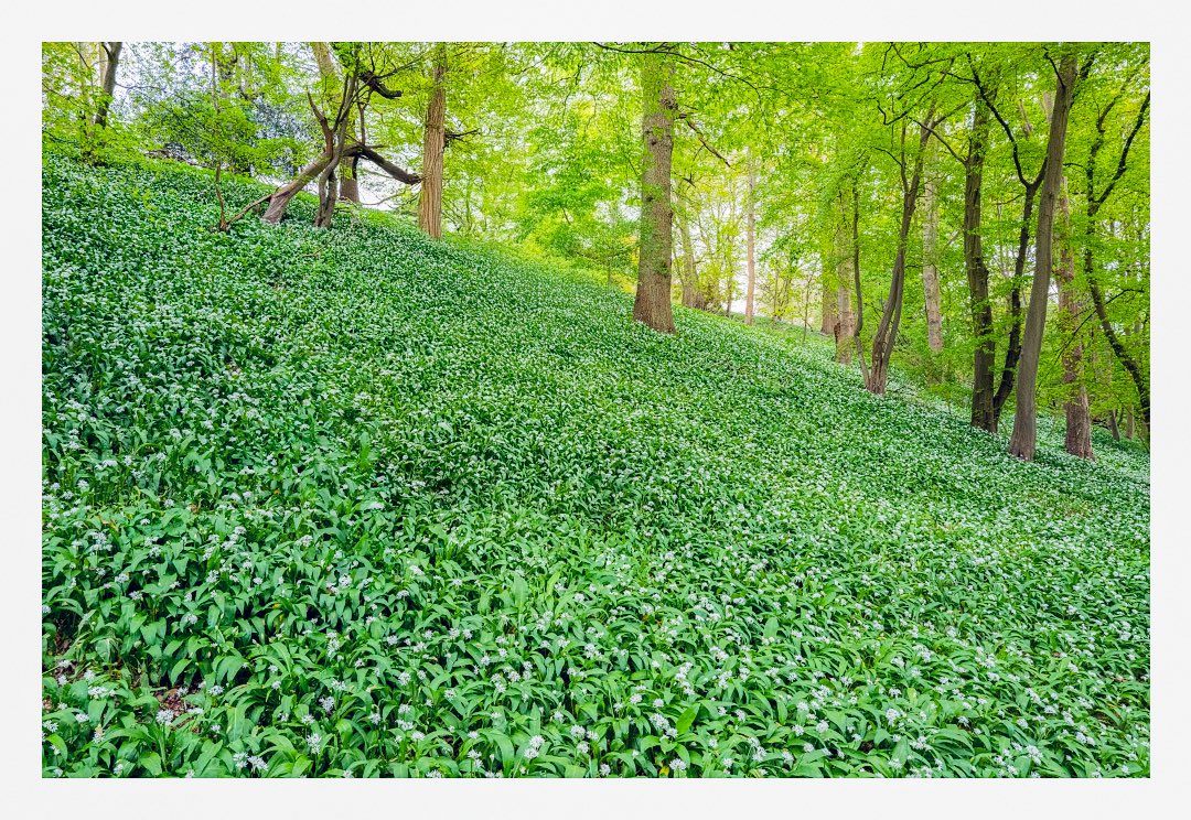 The wild garlic is in bloom