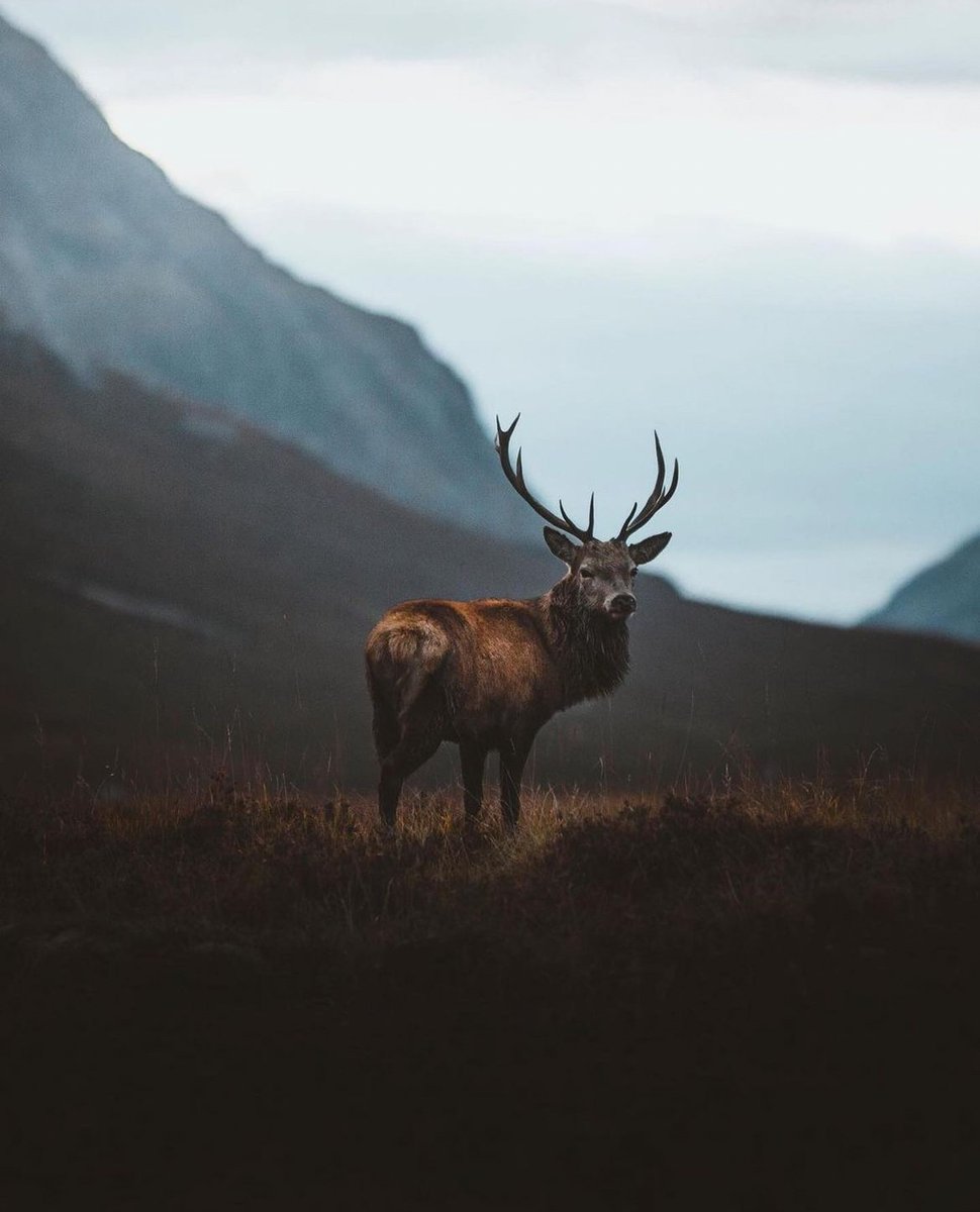 earthcurated's tweet photo. The Scottish Highlands 🏴󠁧󠁢󠁳󠁣󠁴󠁿 https://t.co/X2BAqducmy