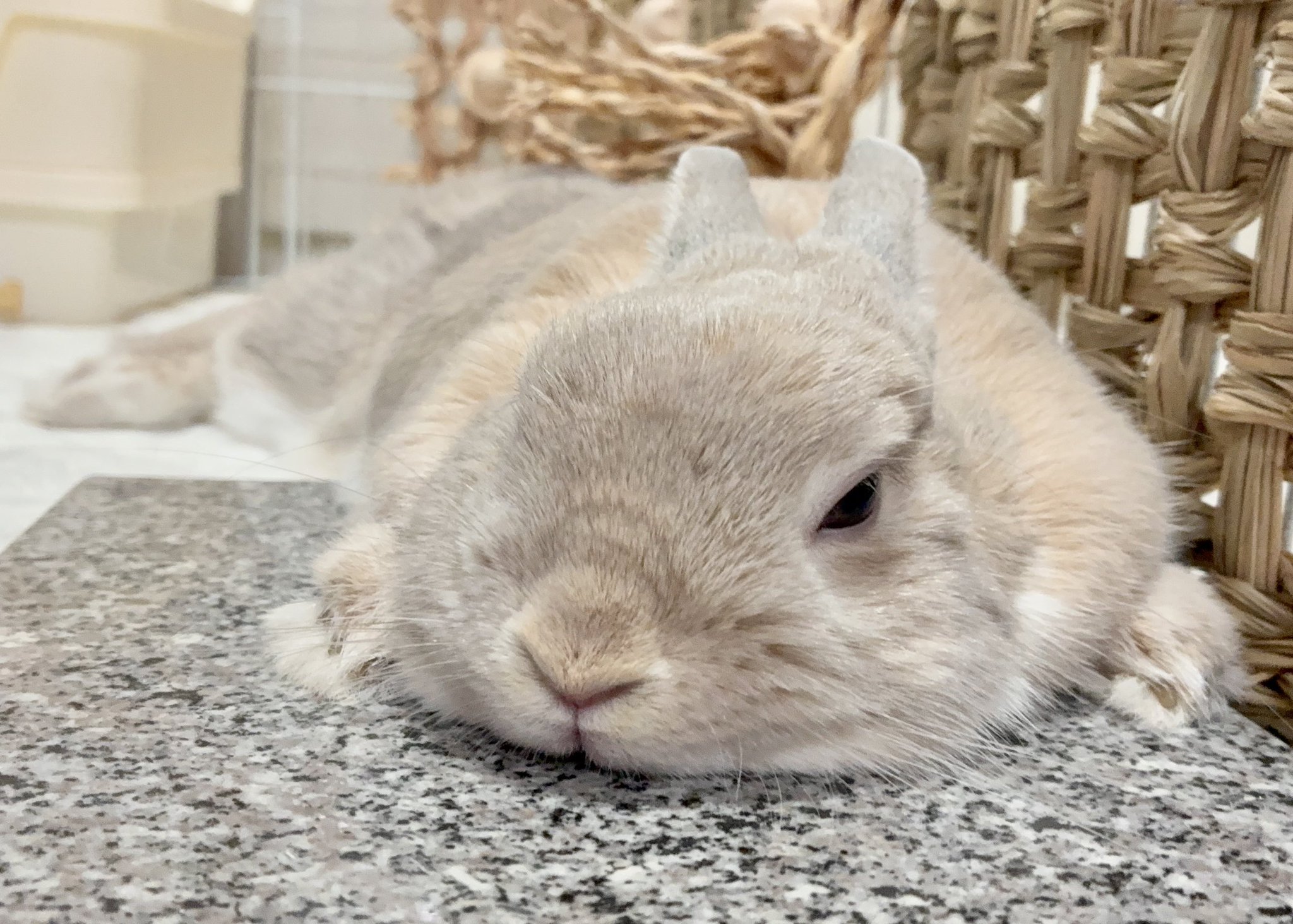 きなこ(呟き主:とん) on X: きなこ(呟き主:とん) on X: