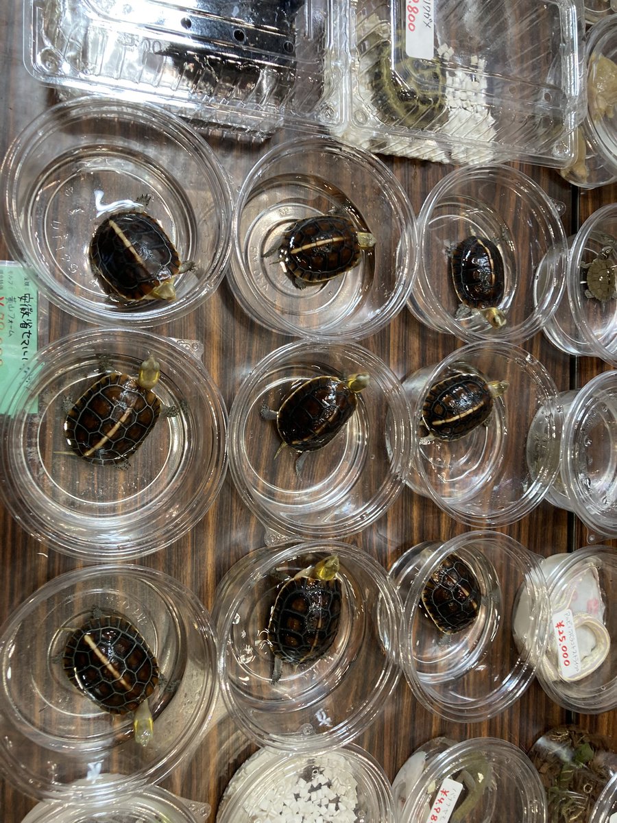 Foster0928rep's tweet image. BIGレプカメ軍団