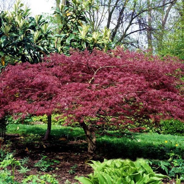 SanCheezeeARK's tweet photo. @OfTheTrees Japanese maple https://t.co/q7GlaKakAp
