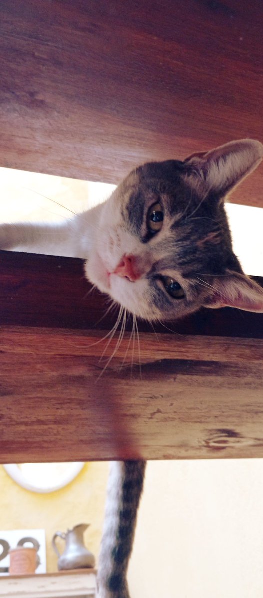 marianadeluis's tweet photo. Acá...sin posar para nada. Beshha naturalmente. #queencat ⚡⚡♥️ https://t.co/ENeY8Y5oa4