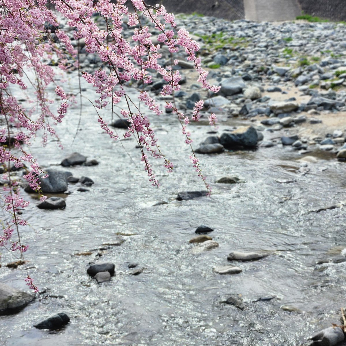 Doshikouhou's tweet photo. 道志村、現在の気温は16.6℃です。今日は1日曇り予報☁少し肌寒いので、上着があるとBestかも！

＃道志村 ＃道志みち ＃曇り #天気 ＃天気予報 https://t.co/KSL68ocG7x