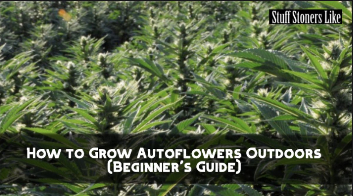 New to GROWING WEED? Autoflowers make it easy. 🌱
Here’s how to grow ‘em outside—no timers, no stress.
👉 stuffstonerslike.com/how-to-grow-au…