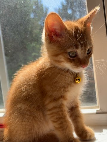 14th_Hashira's tweet photo. Happy #Caturday, everyone! This is my great nephew, Olive (or Oliver as I call him). He is very sweet and friendly, like his mother, my niece. I hope every human and feline had an amazing day 👍🏾!! https://t.co/Wk5m8KHXSf