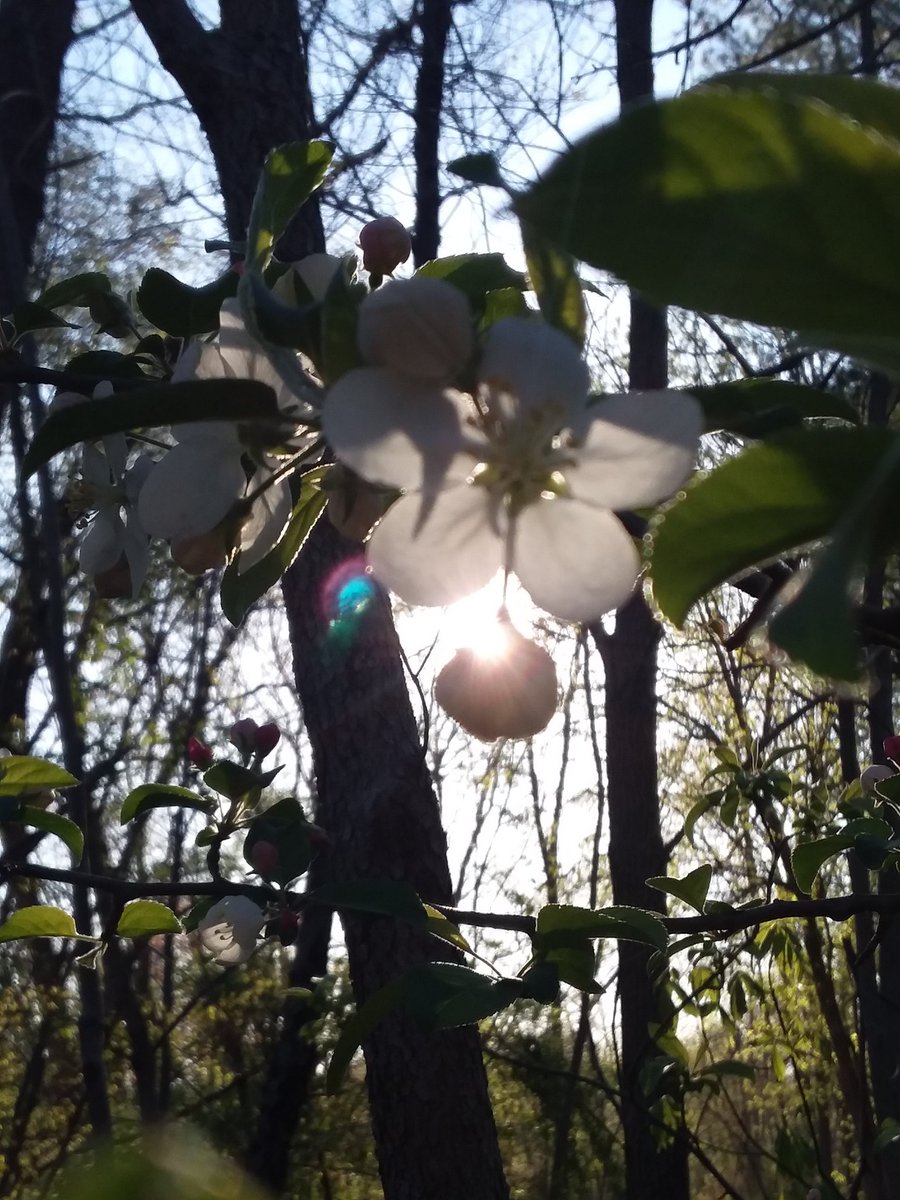 #spiritual #energy #spirits #nature #tree #flowers #bloom #treebranch #sun #peaceful #photos