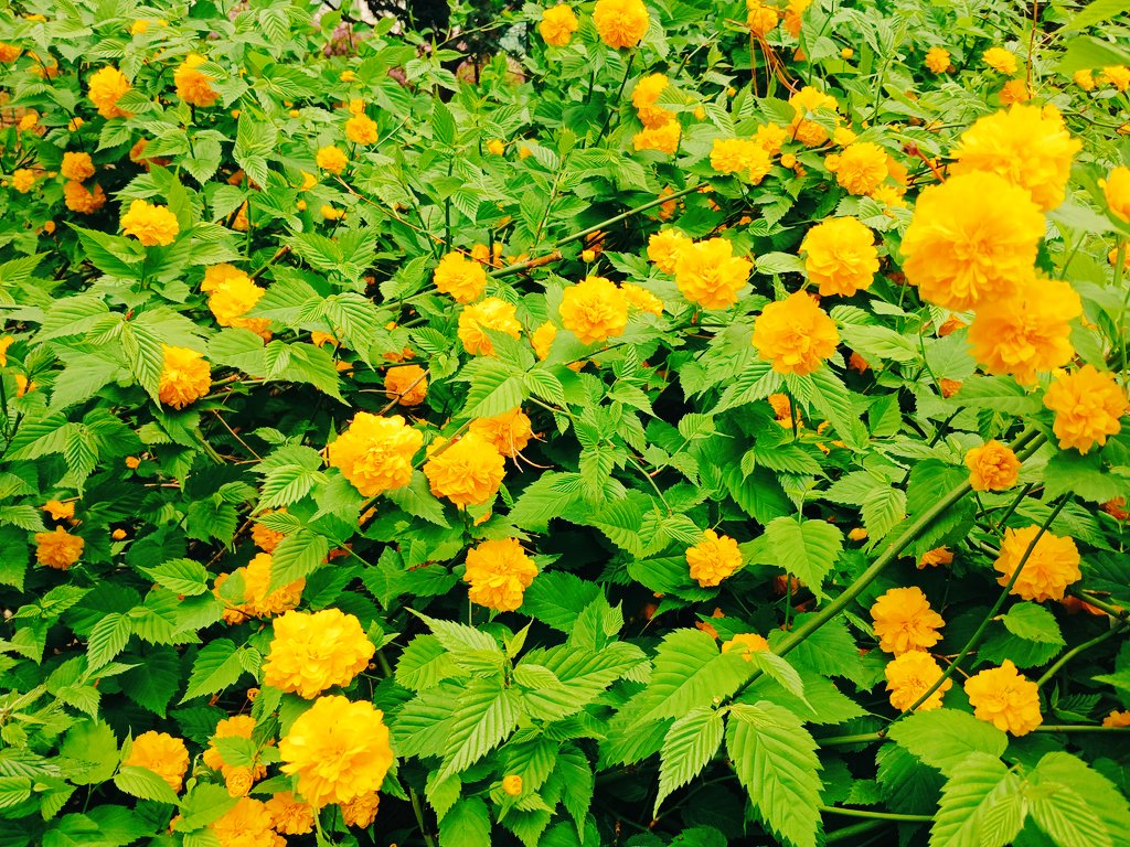 어제저녁 내린 비가 이렇게 여릿여릿한 연두의 봄을 놓고 갔다.
상큼한 연두 연두의 봄을 즐기며 걷는 발걸음도 가볍고 상쾌하다.