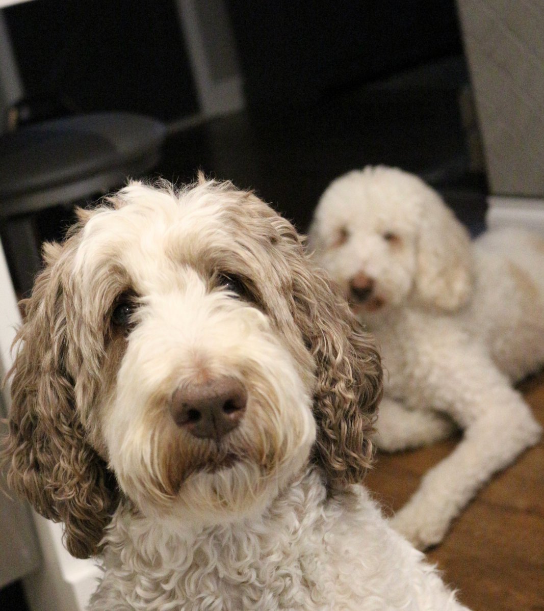 Macie: We're not gonna talk about mom's aches + pains...
Nessa: I know, it's a sore subject😉🤭
#familysecrets
#Punny