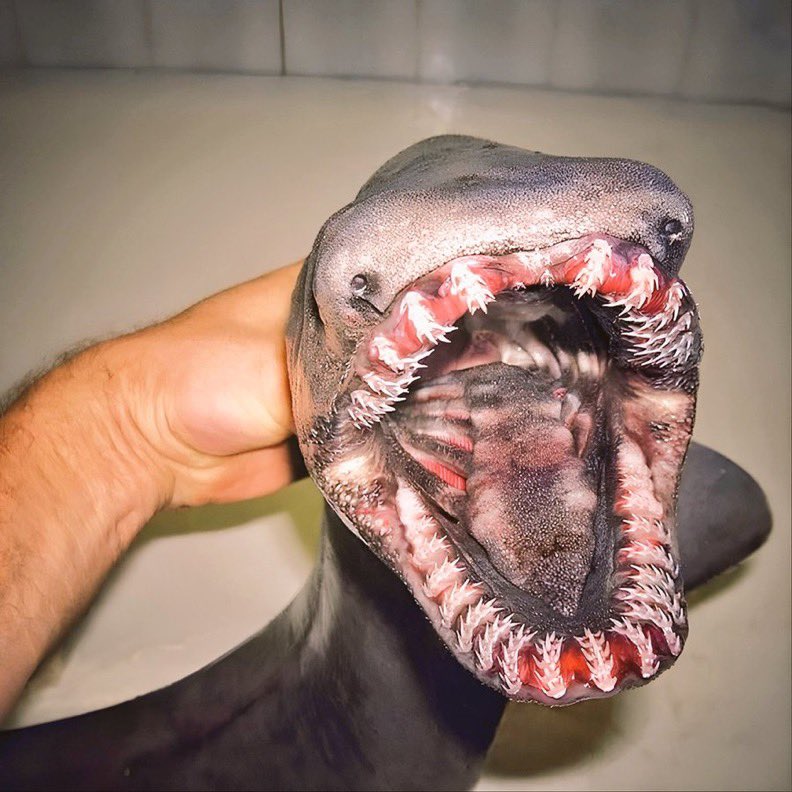 Makhluk-makhluk laut paling aneh dan langka ~ Sebuah Thread 🧵

1. Ikan hiu berjumbai