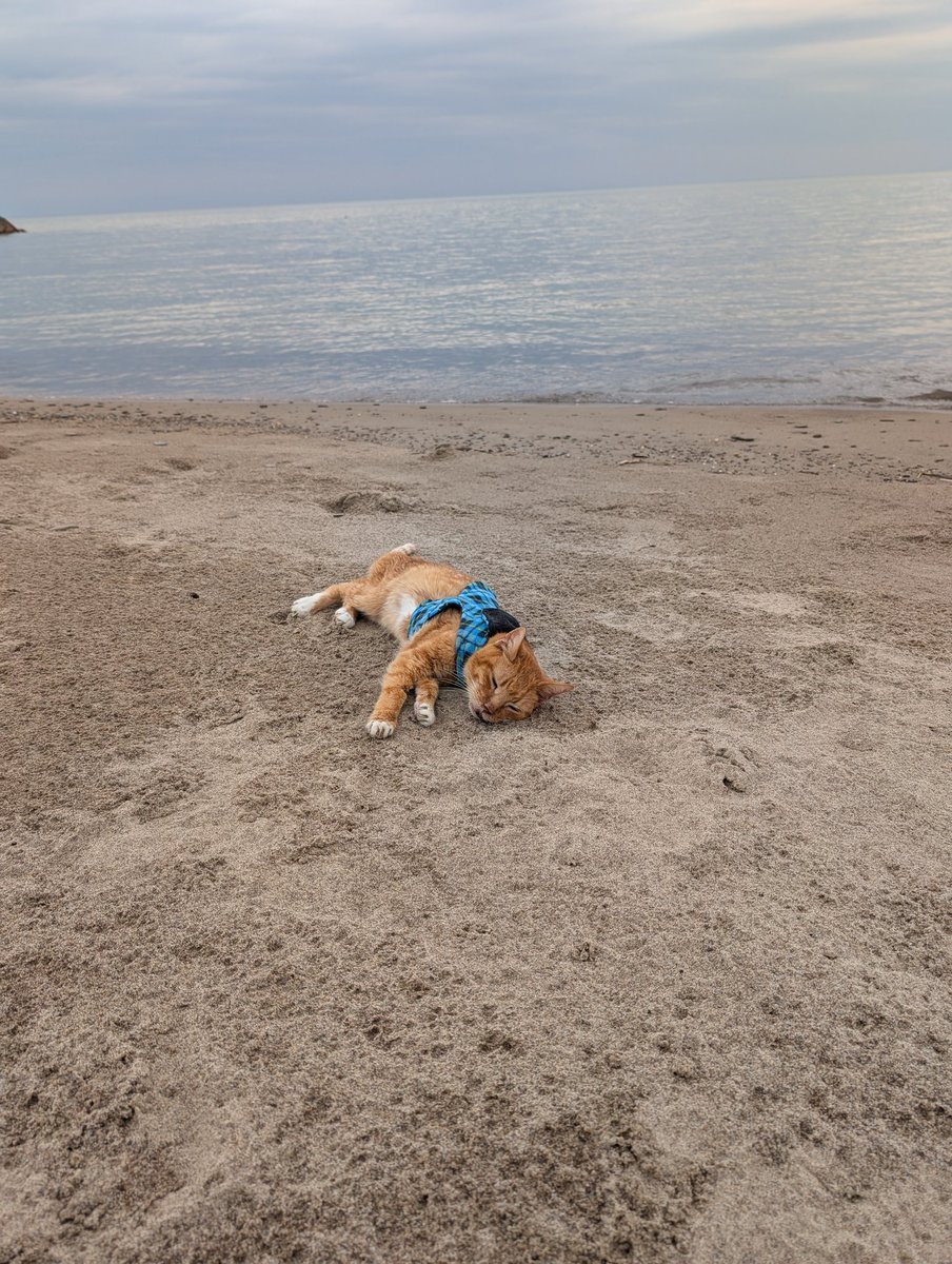 Xepher_K's tweet photo. This is the last of my socials I'm posting this on, it's just been a hard day. 

My best friend of the last 15 years passed away laying beside me this morning. We got to enjoy going to the beach on his final day of life yesterday. 

You'll always be my boy, Buddy. I love you. https://t.co/qdbAxRGG4w