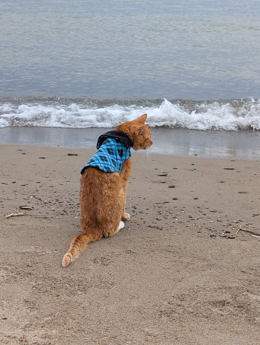 Xepher_K's tweet photo. This is the last of my socials I'm posting this on, it's just been a hard day. 

My best friend of the last 15 years passed away laying beside me this morning. We got to enjoy going to the beach on his final day of life yesterday. 

You'll always be my boy, Buddy. I love you. https://t.co/qdbAxRGG4w
